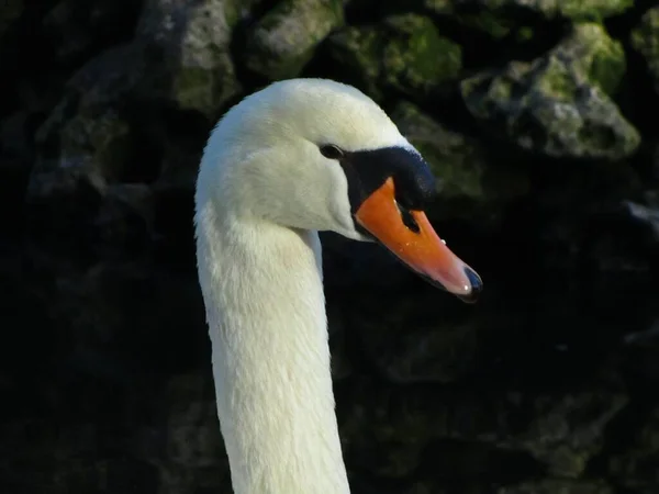 Närbild Huvudet Och Halsen Vit Stum Svan — Stockfoto