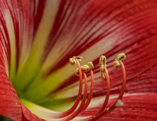 Kırmızı Lily Çiçeğinin Yakın Plan Çekimi Arka Plan Için Mükemmel — Stok fotoğraf