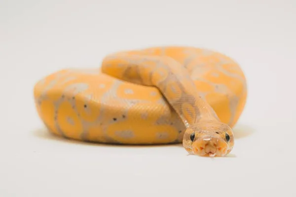 Closeup Shot Banana Ball Python Isolated White Background — Stock Photo, Image