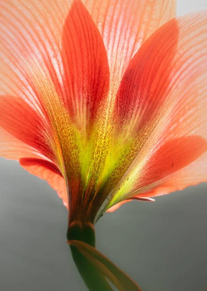 The closeup shot of the lower part of the red Lily flower and the stem - perfect for background