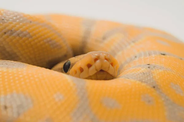 Magnifique Python Boule Banane Sur Fond Blanc — Photo