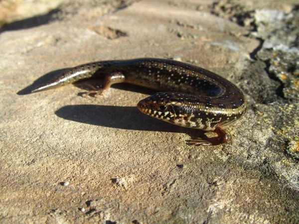 Egy Dagadt Skink Gyík Földön Nap Alatt — Stock Fotó