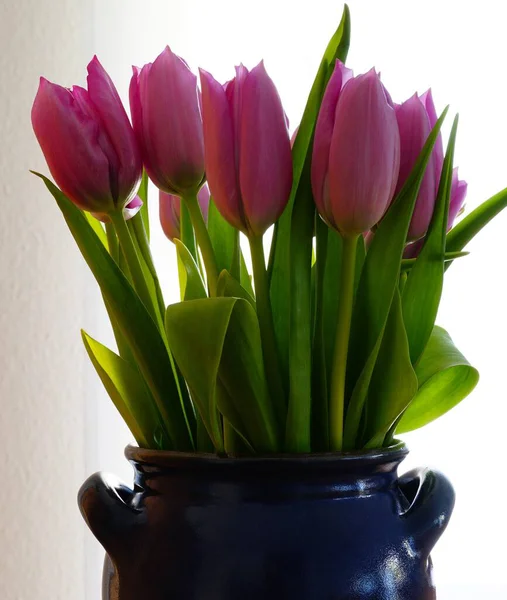 Eine Vertikale Aufnahme Einer Lila Tulpe Blüht — Stockfoto