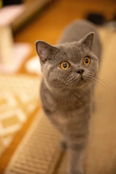 一只黄色的眼睛环视四周的可爱灰猫的垂直照片 — 图库照片
