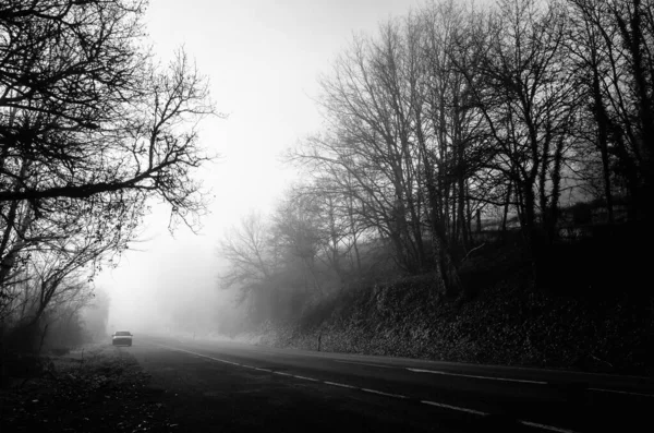 背景が霧深い白亜の木々の真ん中の道路のグレースケールショット — ストック写真