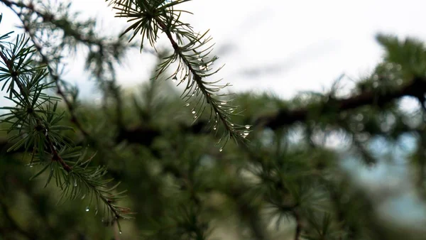 Closeup Shot Raindrops Branches Pine Tree — Stock Photo, Image