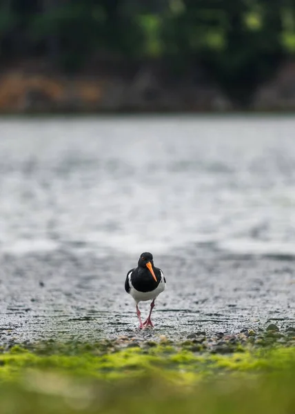 Tiro Seletivo Vertical Foco Oystercatcher Que Está Solo Com Fundo — Fotografia de Stock