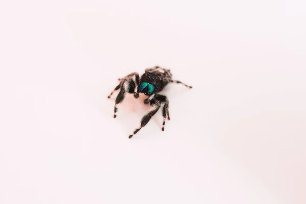 Detailní Záběr Phidippus Audax Odvážný Skákající Pavouk — Stock fotografie