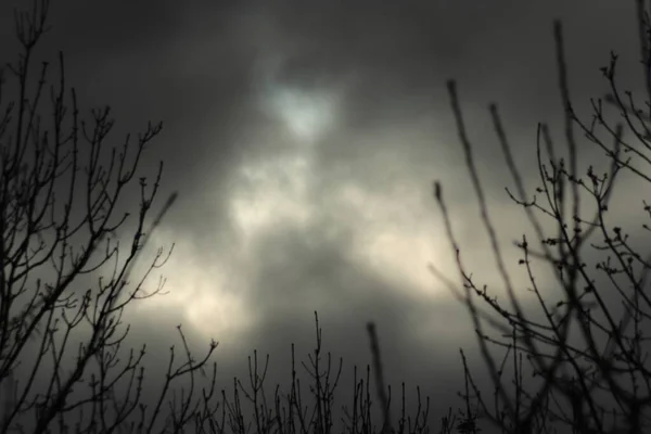 Eine Selektive Fokusaufnahme Von Pflanzen Unter Wolkenverhangenem Himmel Großartig Hintergrund — Stockfoto