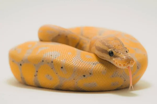Eine Schöne Bananenkugel Python Auf Weißem Hintergrund — Stockfoto