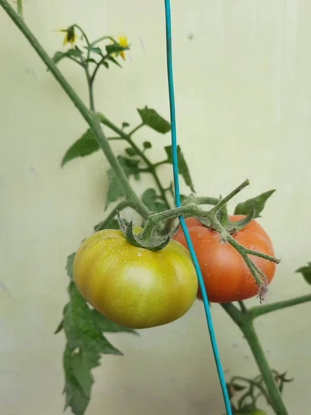 Una Toma Vertical Tomates Creciendo Planta — Foto de Stock