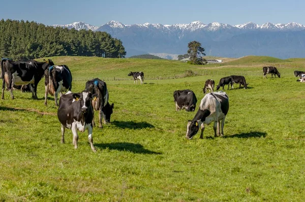 ニュージーランドを歩く牛のいる草原で 背景にはTararua山脈があります — ストック写真