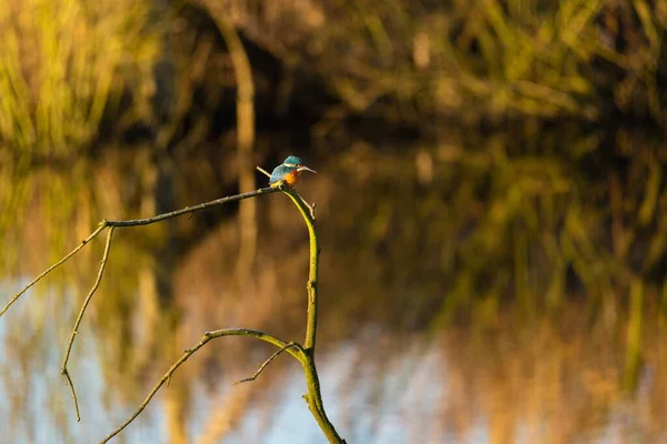 The mesmerizing shot of the colorful Common Kingfisher bird on the branch of a tree