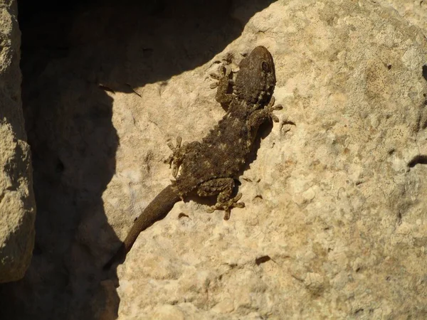 Moorish Gecko Rock Sun — Stock Photo, Image