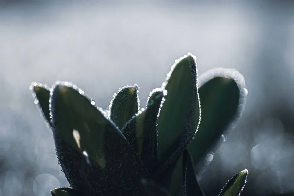 在明亮的背景下 有宽阔的叶子和薄薄的霜冻膜的植物的美丽的软聚焦点 — 图库照片