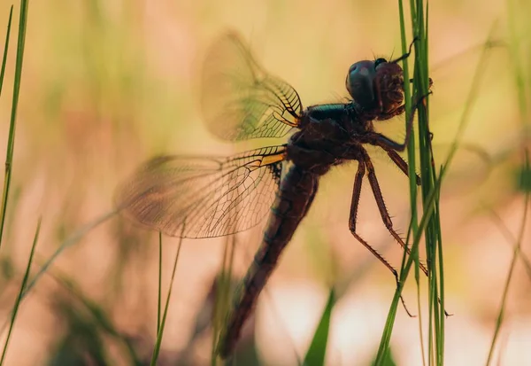 Bulanık Arkaplanı Olan Bir Kız Böceğinin Yakın Plan Fotoğrafı — Stok fotoğraf
