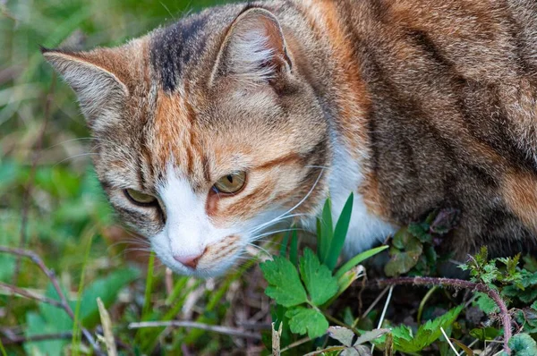 Nahaufnahme Einer Bunten Katze Mit Grünen Augen Die Auf Einem — Stockfoto