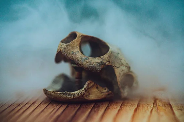 Przerażająca Żółwia Czaszka Pokryta Mgłą Halloween — Zdjęcie stockowe