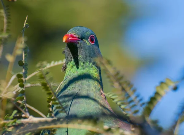 Selective Focus Shot Beautiful Pigeon New Zealand — Stock Photo, Image