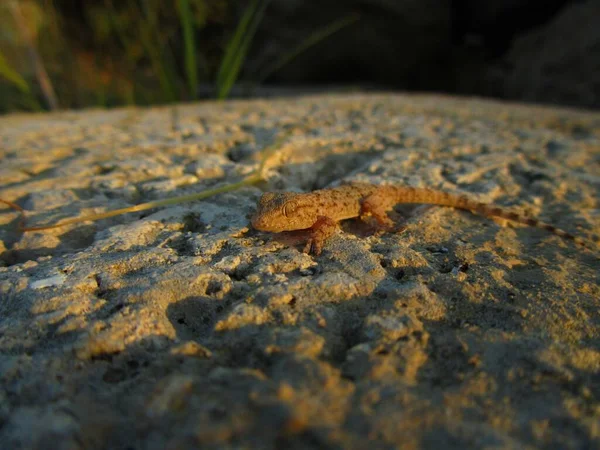 Little Moorish Gecko Lizard Ground Daytime — Stock Photo, Image