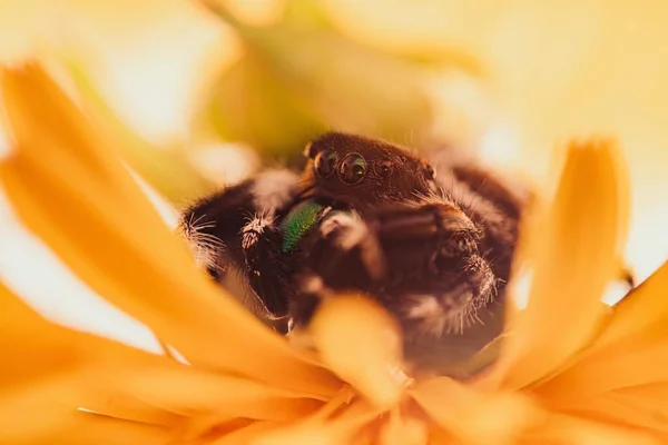 Detailní Záběr Odvážného Skákajícího Pavouka Žluté Květině — Stock fotografie