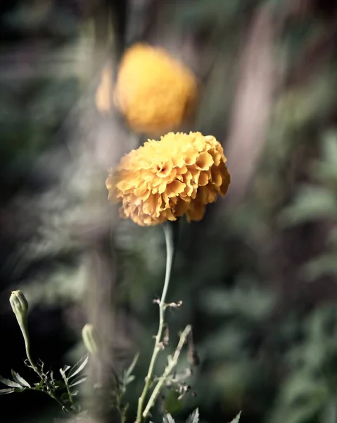 Pionowe Zbliżenie Wybiórczy Strzał Ostrości Żółtego Marigold — Zdjęcie stockowe