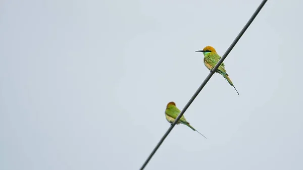 Plan Angle Bas Magnifiques Oiseaux Verts Assis Sur Fil Sous — Photo