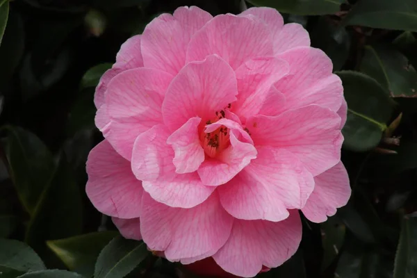 Ένα Κοντινό Πλάνο Ενός Όμορφου Ροζ Λουλουδιού — Φωτογραφία Αρχείου