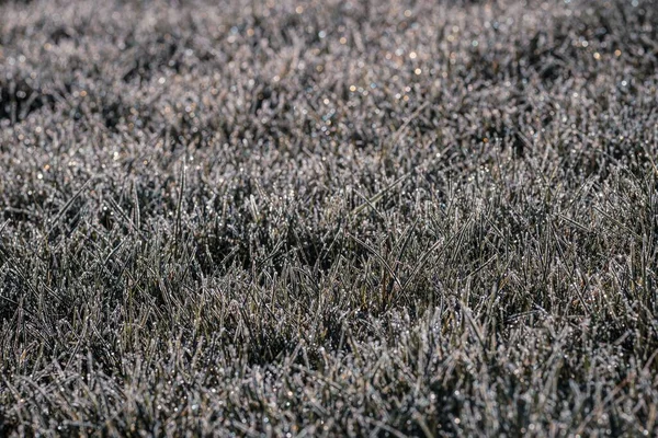 Ein Weicher Fokus Eines Rasenfeldes Mit Morgentau Tröpfchen Graustufen — Stockfoto