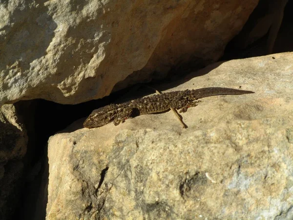 Moorish Gecko Crawling Rock Sun Stock Image