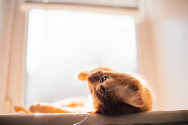 Shot Beautiful Golden One Eyed Cat Lying Its Back Window — Stock Photo, Image