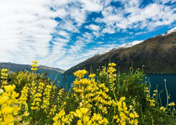Красивий Знімок Жовтих Квітів Полі Морем Горами Фоні — стокове фото