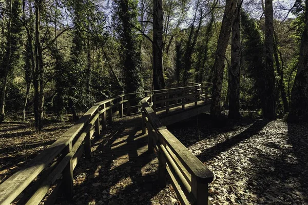 Egy Fából Készült Gyalogút Korláttal Zölddel Körülvéve Erdőben Nappal Napfény — Stock Fotó