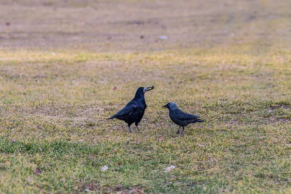 Two Crows Field Covered Grass Sunlight Blurry Background — Stock Photo, Image