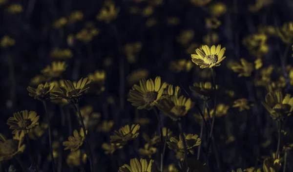 Detailní Záběr Sluncem Zalité Žluté Daisy Pole — Stock fotografie