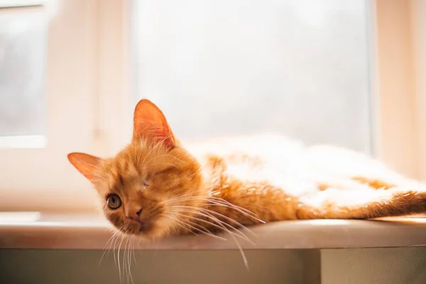 Bild Vacker Gyllene Enögd Katt Liggande Fönsterbrädan Inte Vänd Mot — Stockfoto
