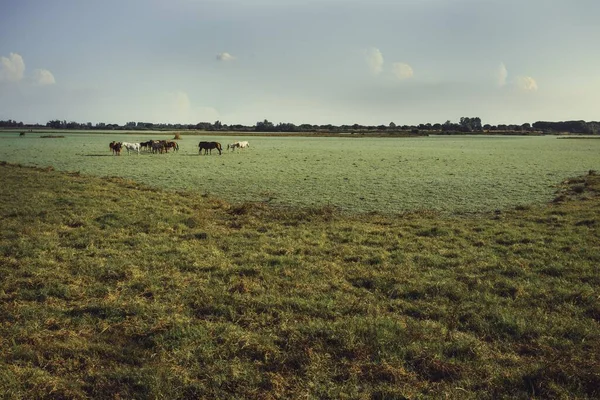 在白天的阳光下 一片草地上覆盖着牧马的风景 — 图库照片