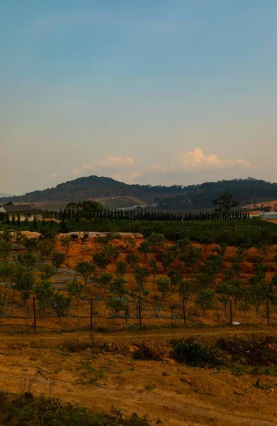 Vertical Shot Field Trees Mountains Distance Dalat — Stock Photo, Image