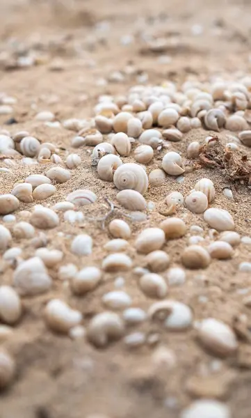 ภาพระยะใกล แนวต งของกระรอกทะเลส ขาวบนทราย — ภาพถ่ายสต็อก