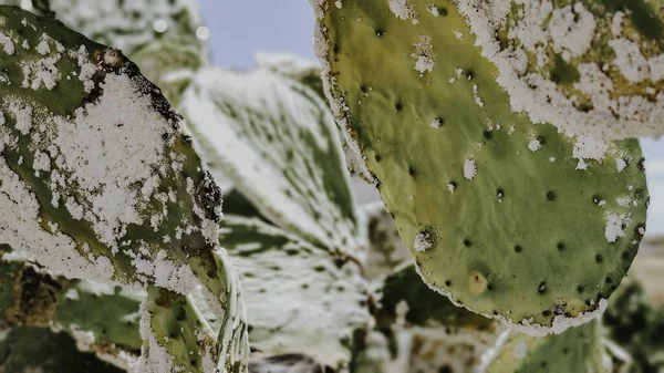 Gros Plan Cactus Verts Avec Des Aiguilles — Photo