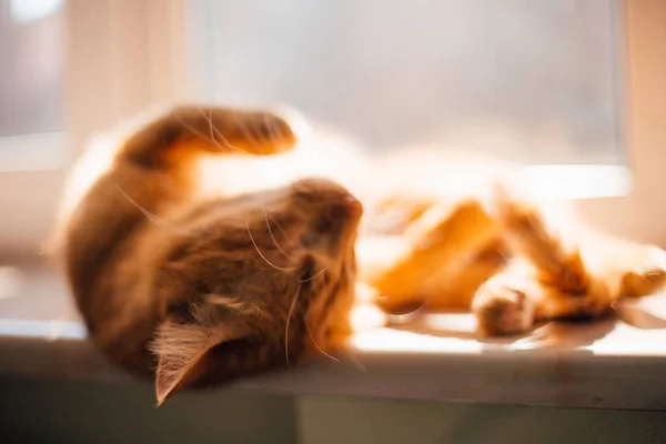 Eine Verschwommene Aufnahme Einer Schönen Goldenen Katze Die Müde Auf — Stockfoto