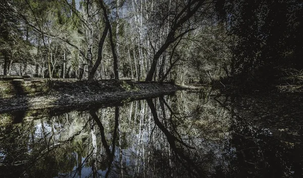 Αντανάκλαση Των Δέντρων Του Δάσους Στη Λίμνη — Φωτογραφία Αρχείου