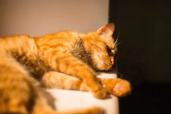 Tiro Borrado Belo Gato Dourado Deitado Cansado Peitoril Janela Não — Fotografia de Stock