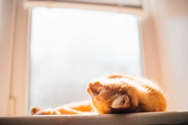 Bild Vacker Gyllene Katt Som Ligger Trött Ryggen Fönsterbrädan Täckt — Stockfoto