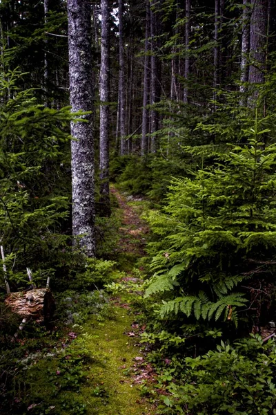 Une Image Verticale Sentier Entouré Verdure Dans Une Forêt Sous — Photo