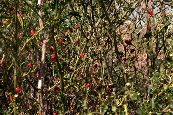 有成熟红辣椒的胡椒灌木 — 图库照片