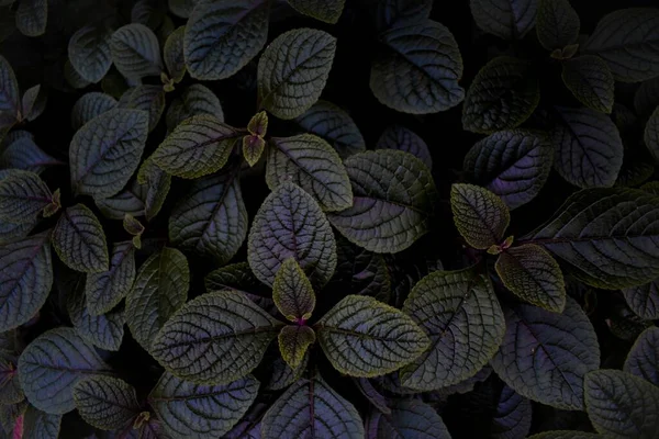 Una Vista Dall Alto Foglie Viola Scuro Con Margini Verdi — Foto Stock