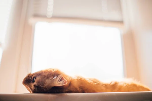 Shot Beautiful Golden Cat Lying Window Sill Covered Sunlight — Stock Photo, Image