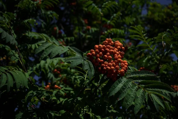 Închidere Unei Plante Într Parc Fructe Pădure Roșii Într Însorită — Fotografie, imagine de stoc