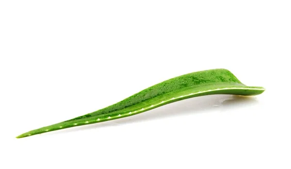 Una Singola Foglia Aloe Vera Isolata Fondo Bianco — Foto Stock